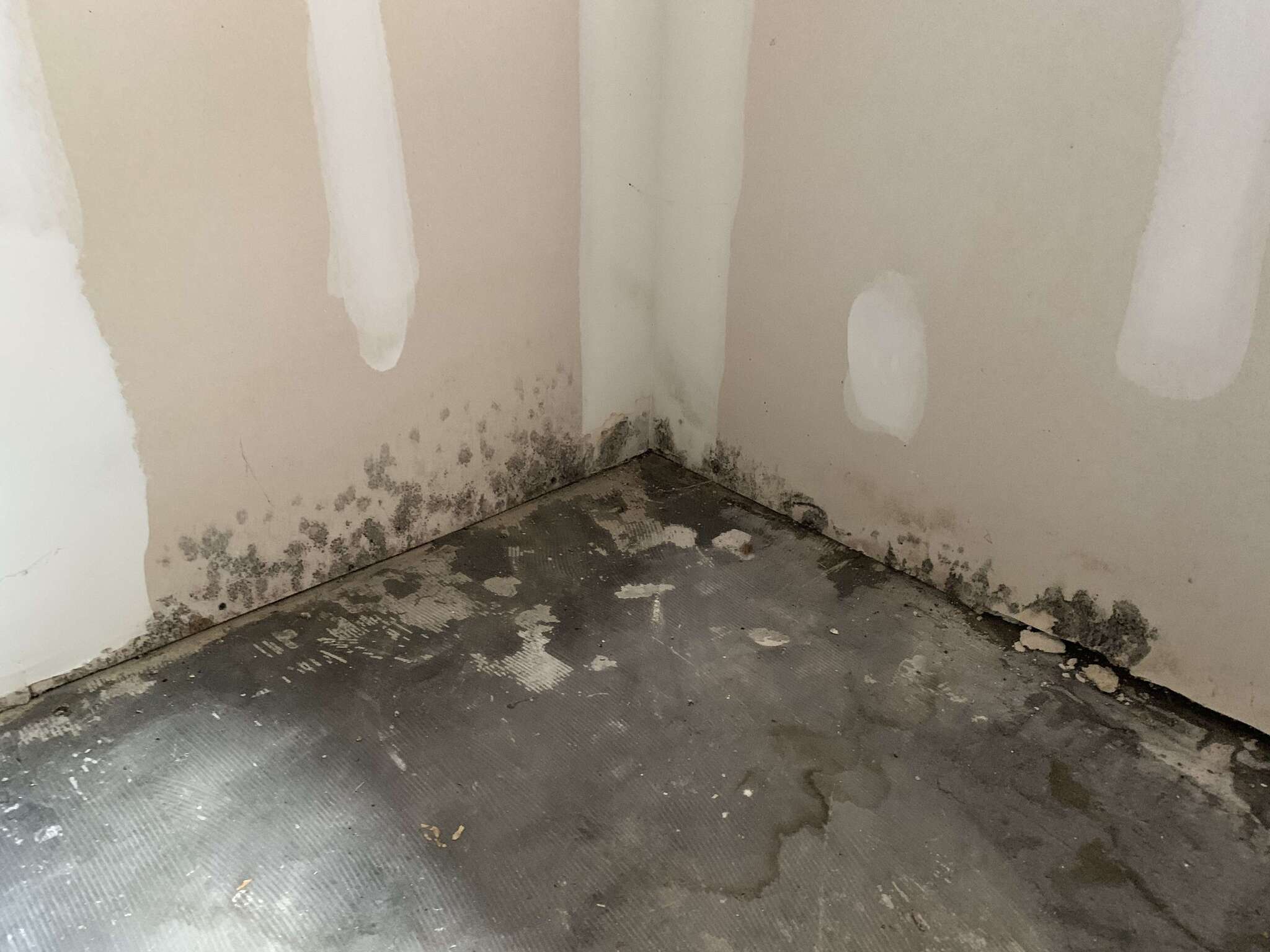 Mold growth on wall and floor corner in a Richmond home